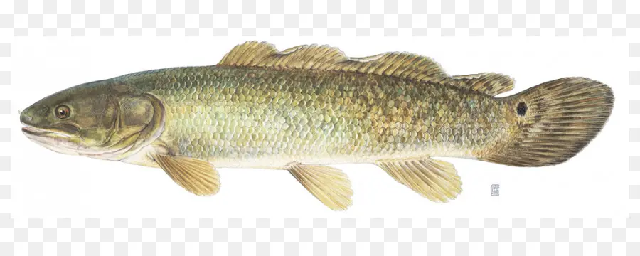 Bowfin Balığı，Tatlı Su PNG