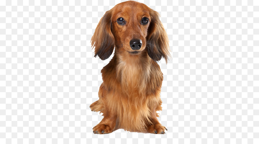 Dachshund Köpeği，Evcil Hayvan PNG