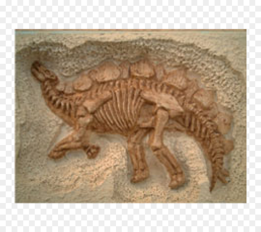 Stegosaurus，Dinozor PNG