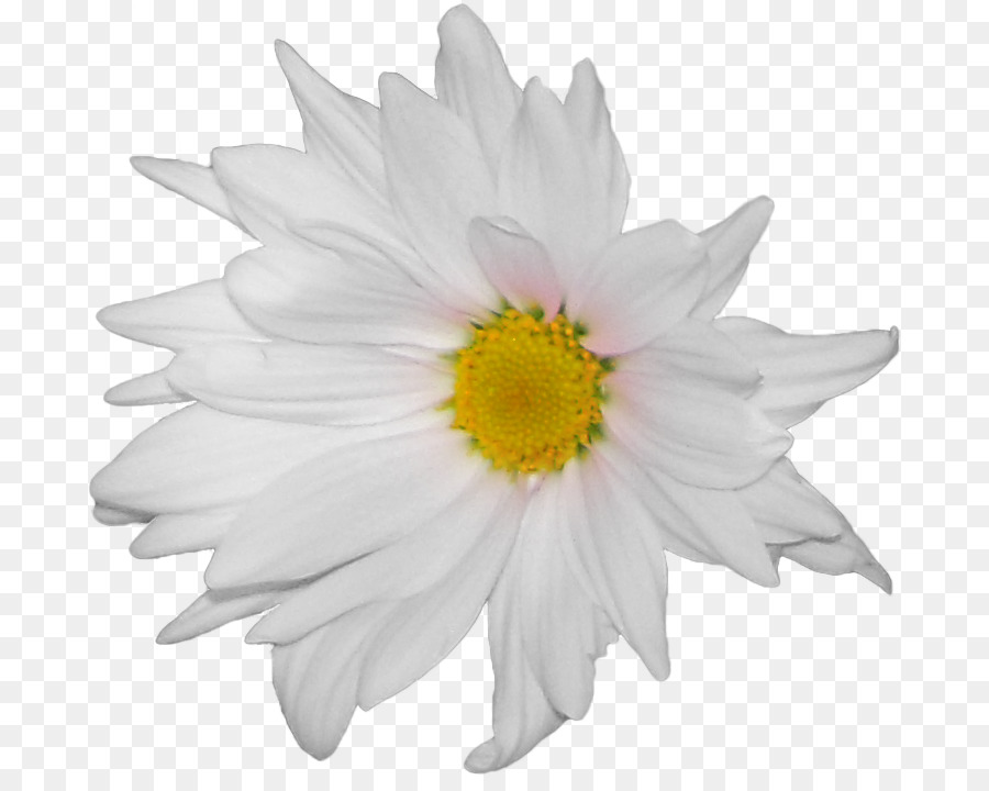 Ortak Daisy，çiçek PNG
