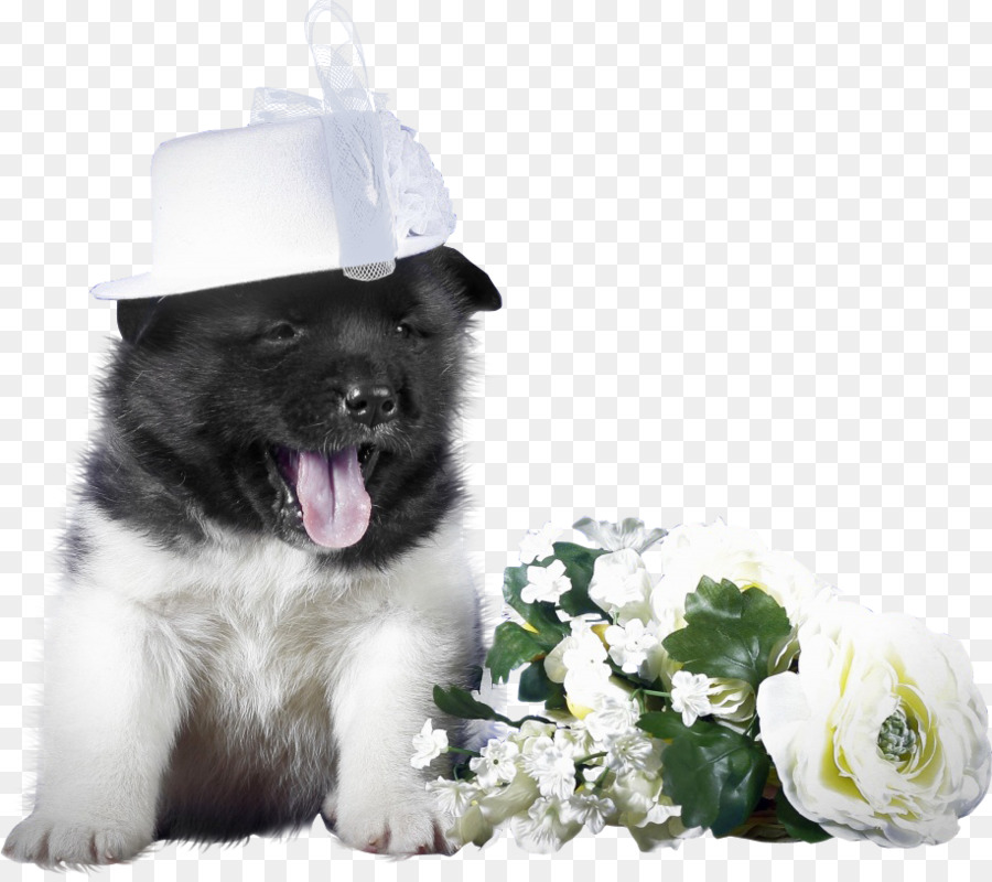 Köpek ırkı，Köpek Yavrusu PNG