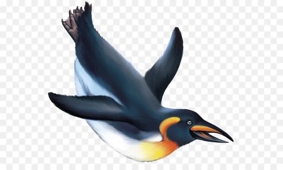 Penguen，Kuş PNG