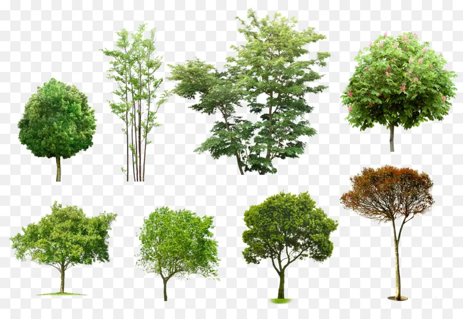 Ağaçlar Ve çalılar，Mimarlık PNG