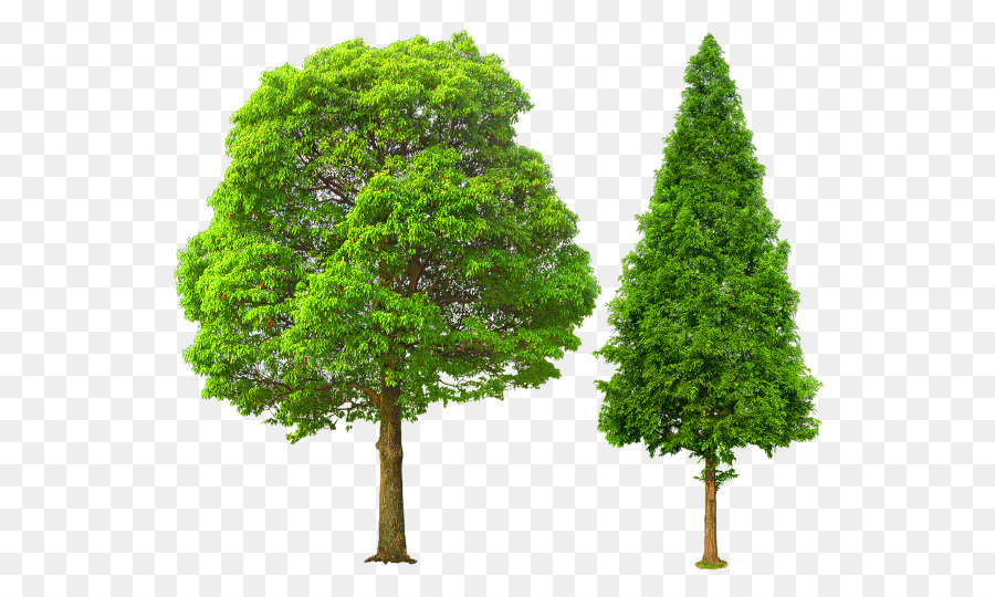 Ağaç，Işleme PNG