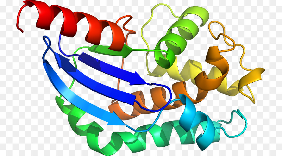 Protein Yapısı，Molekül PNG