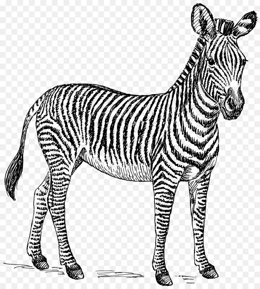 Zebra，Çizim PNG