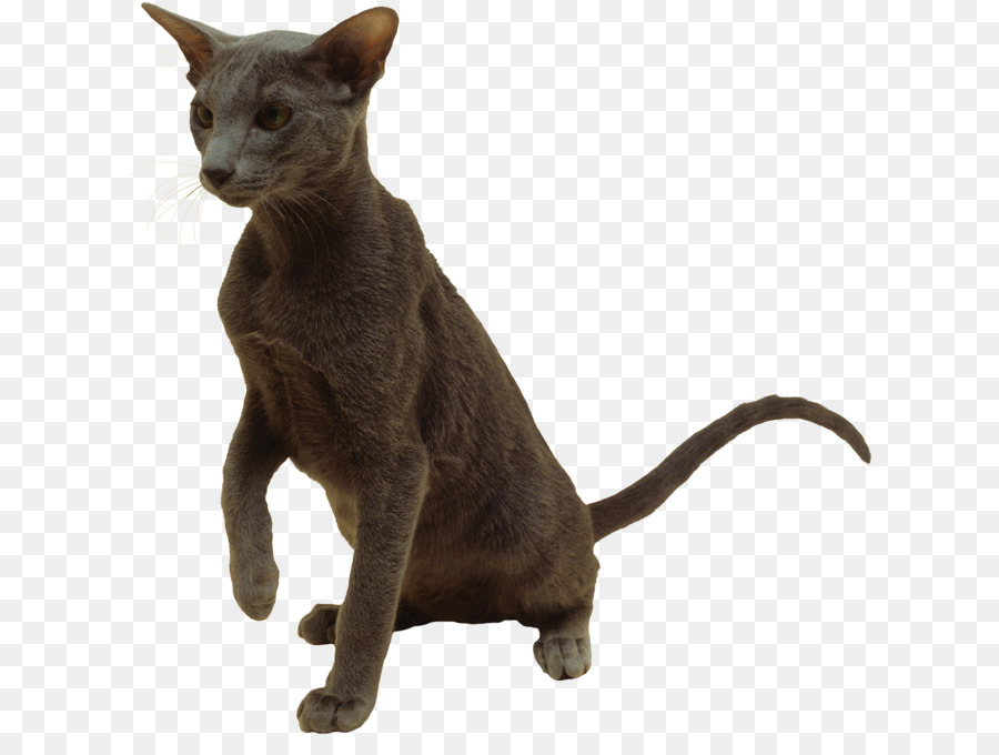 Kahverengi Kedi，Kedi PNG