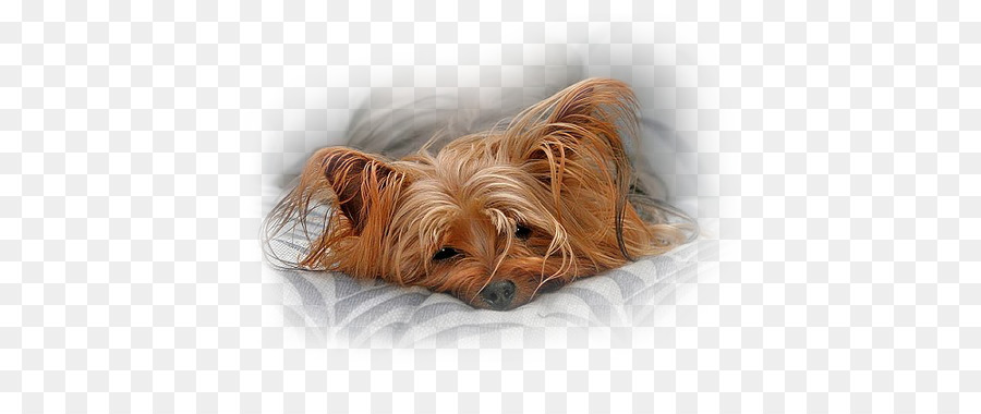 Yorkshire Terrier，Bu PNG