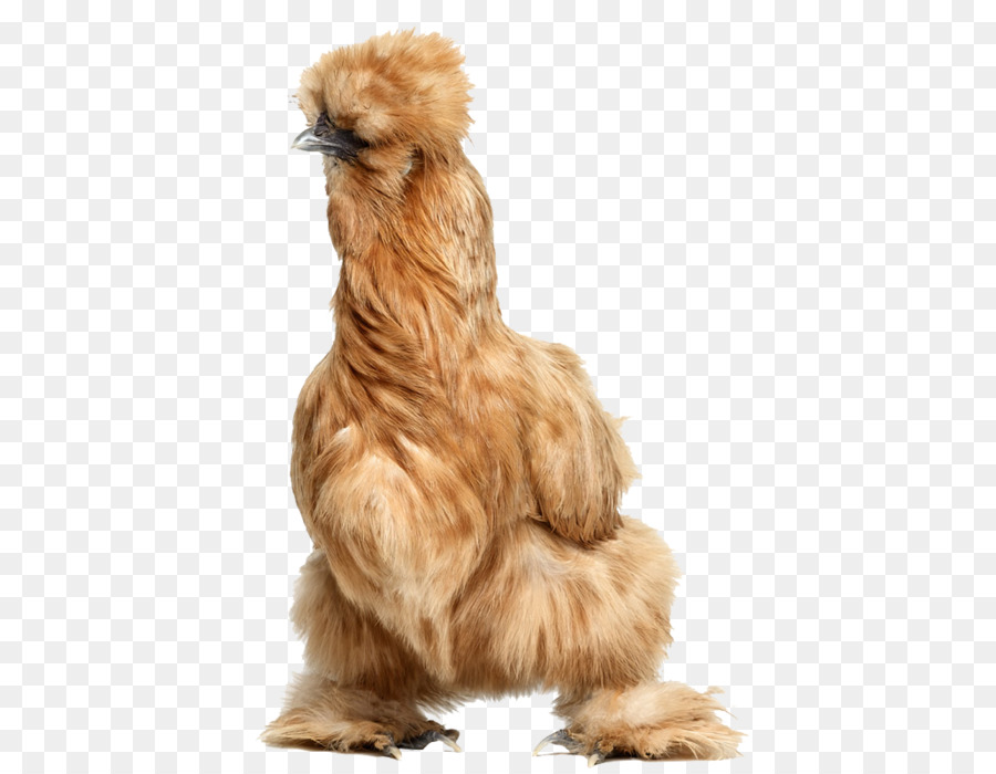 Horoz，Silkie PNG