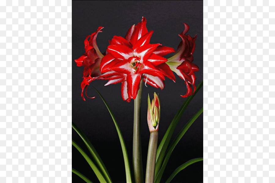 Hippeastrum，Zambak PNG