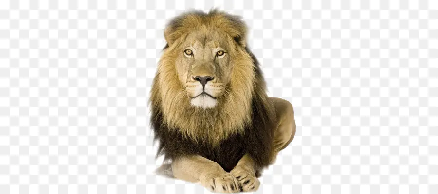 Aslan，Yele PNG