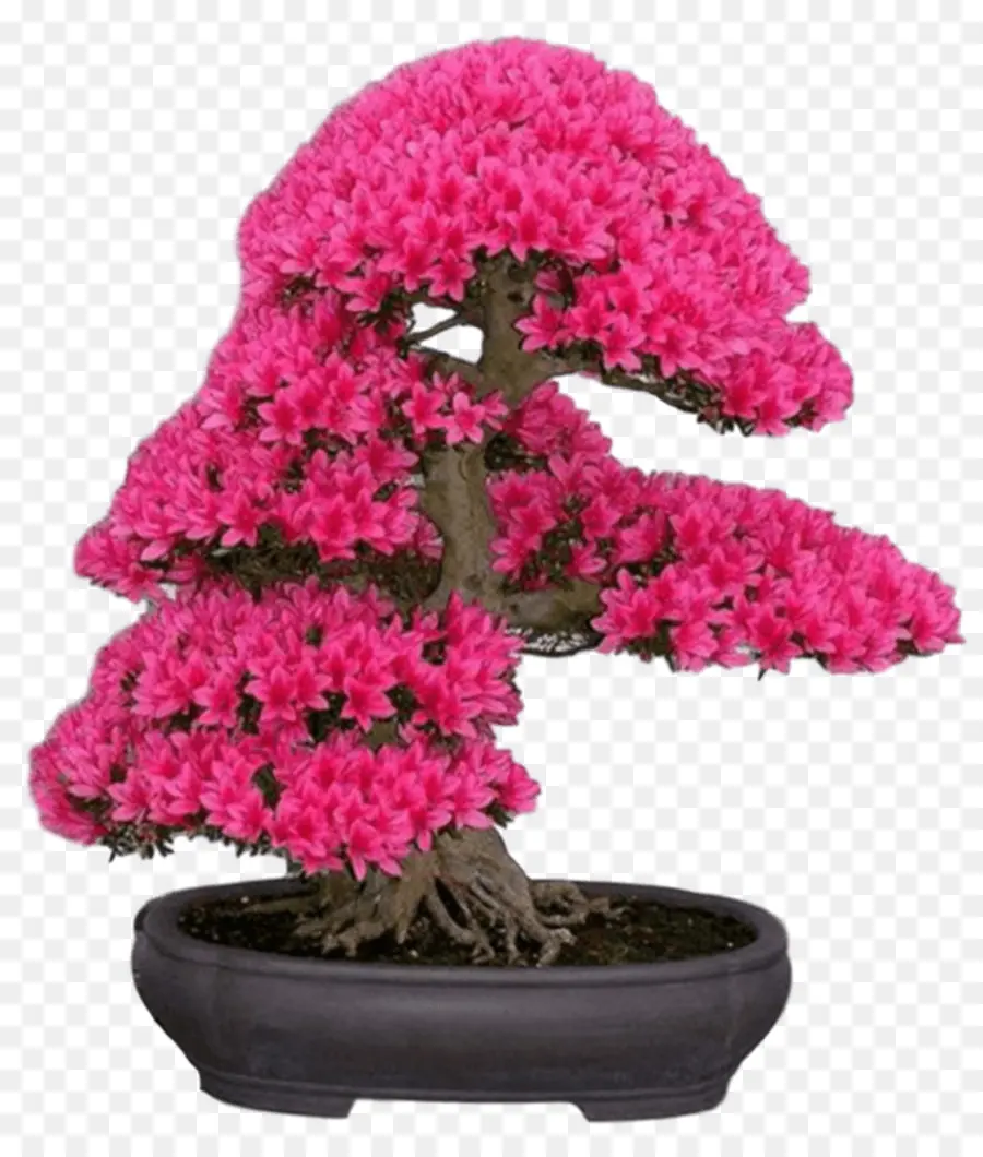 Bonsai Ağacı，Pembe Çiçekler PNG