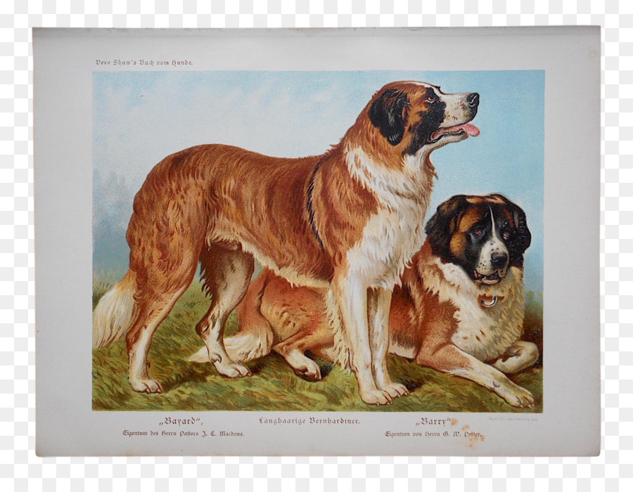 St Bernard，Köpek Yavrusu PNG