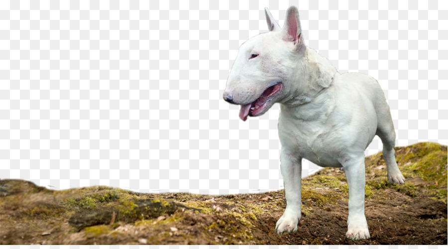 Boğa Terrier，Bull Terrier Minyatür PNG