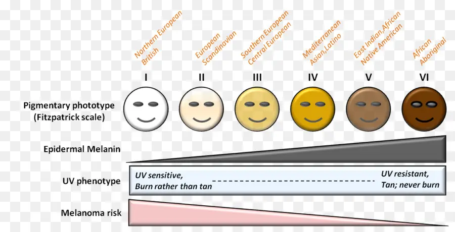 Fitzpatrick ölçeği，İnsan Deri Rengi PNG