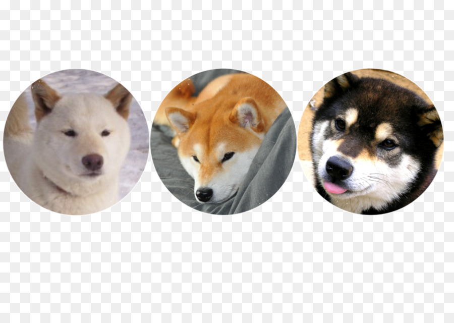 Shiba ınu，Shikoku Köpek PNG