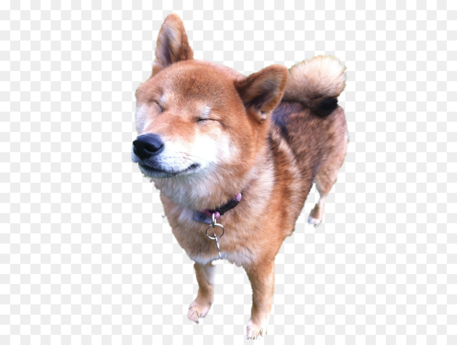 Shiba ınu，Fince Spitz PNG