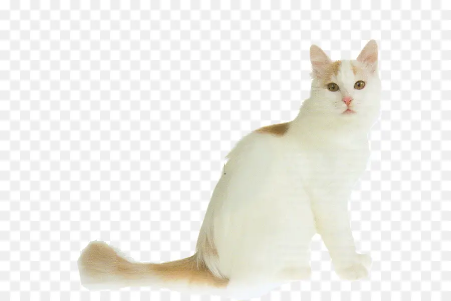 Beyaz Kedi，Kedi PNG