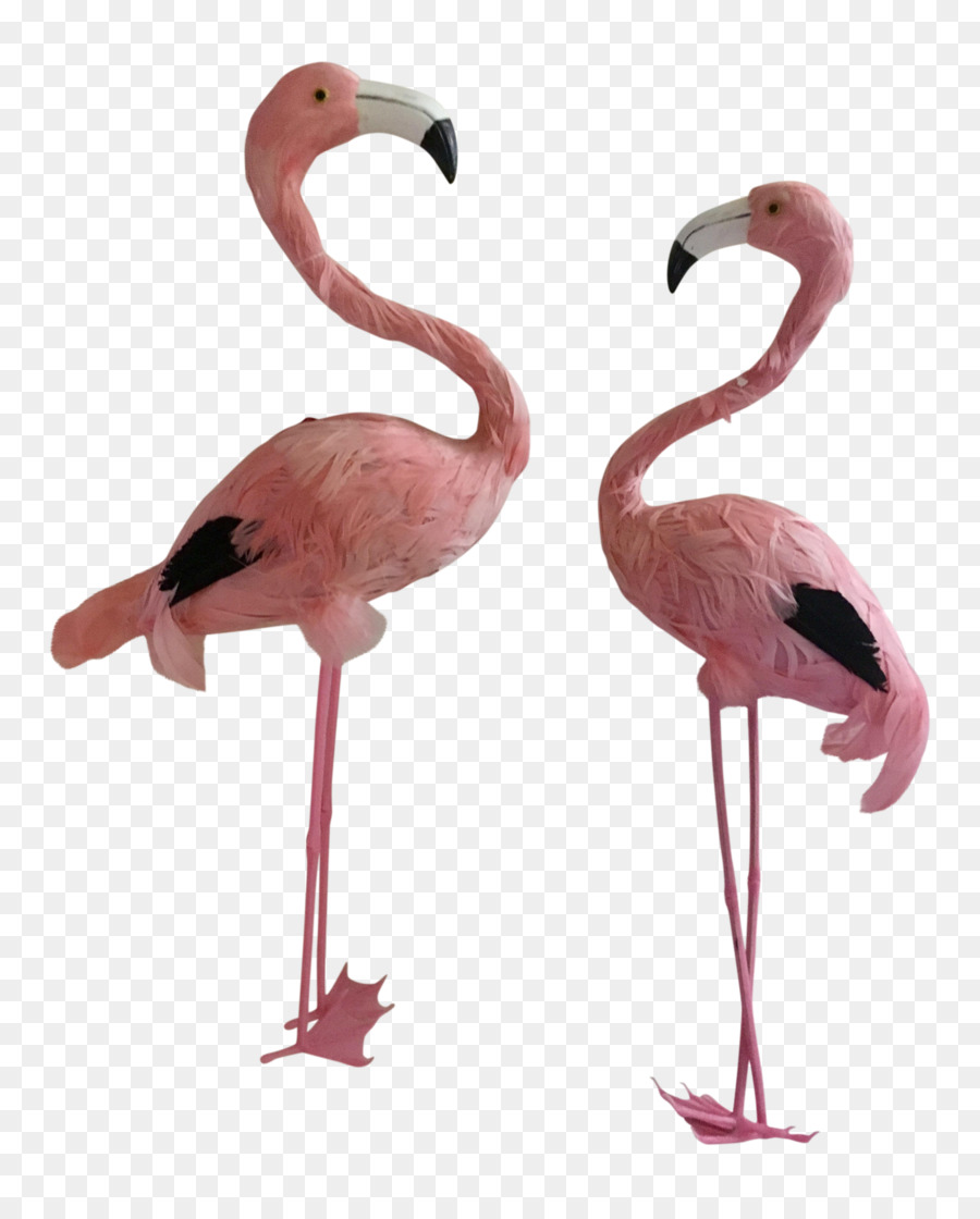 Flamingolar，Pembe PNG