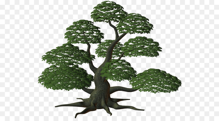 Çalı，Ağaç PNG