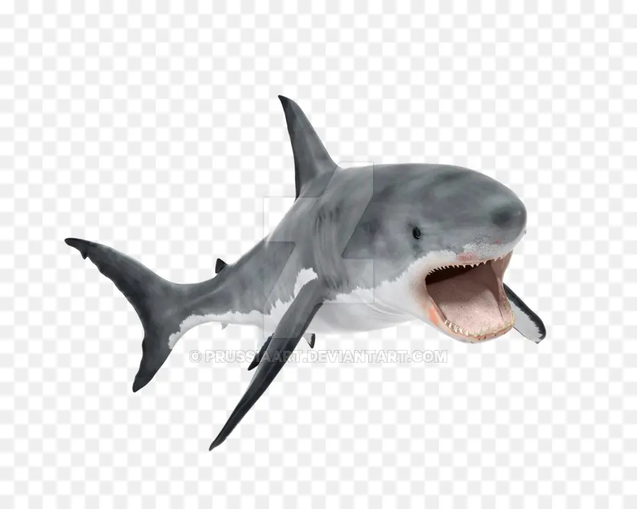 Büyük Beyaz Köpekbalığı，Köpekbalığı PNG