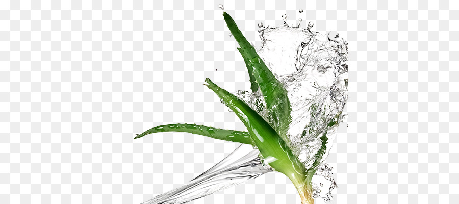 Aloe Vera，Aloe Seni Tanımıyorum Ferox PNG