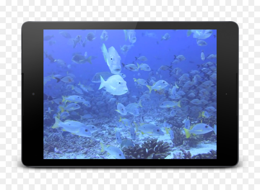 Mercan，Deniz Biyolojisi PNG