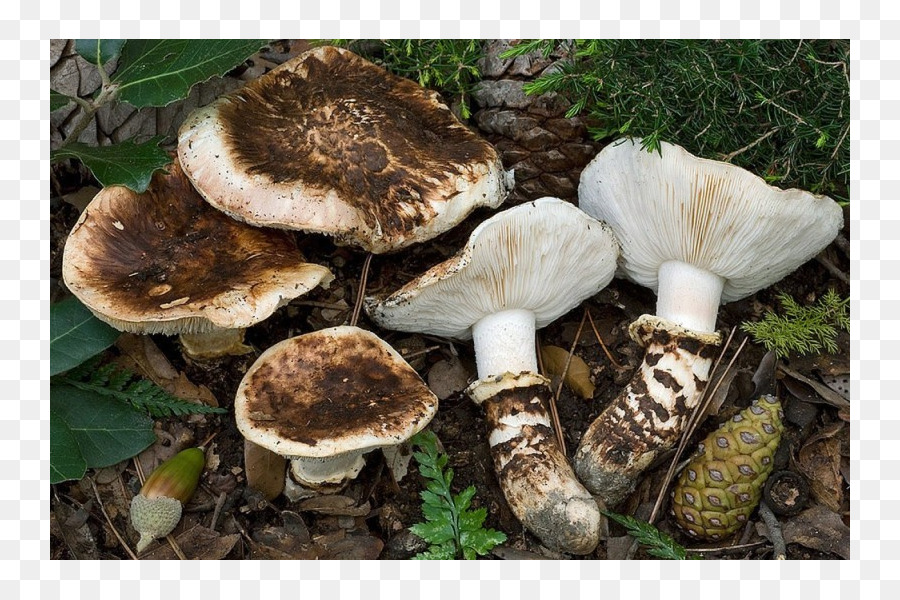 Mehmet Erkurt，Matsutake PNG