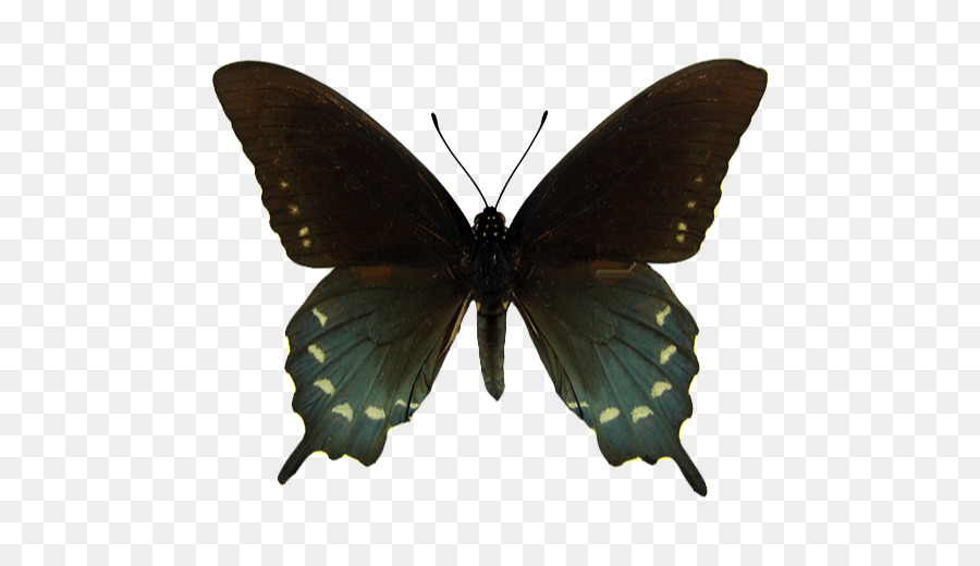 Kelebek，Doğu Tiger Swallowtail PNG