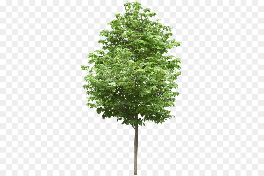 Ağaç，Ihlamur PNG