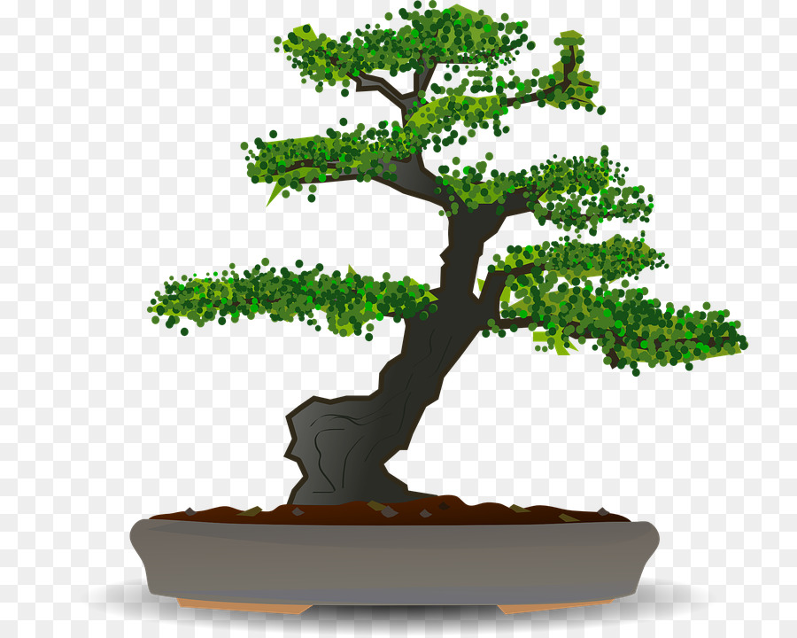 Bonsai Ağacı，Bitki PNG