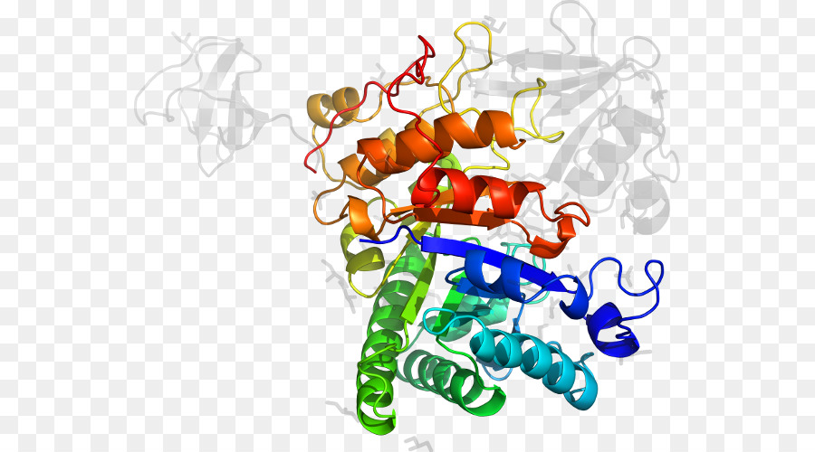 Protein Yapısı，Molekül PNG