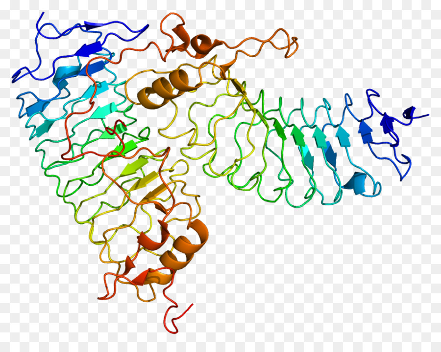 Protein Yapısı，Molekül PNG