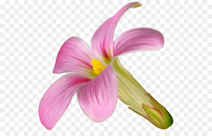 Pembe M，Kesme çiçekler PNG