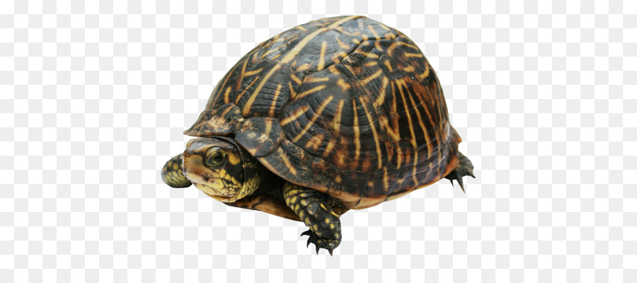 Kaplumbağa，Kaplumbağa Kabuğu PNG