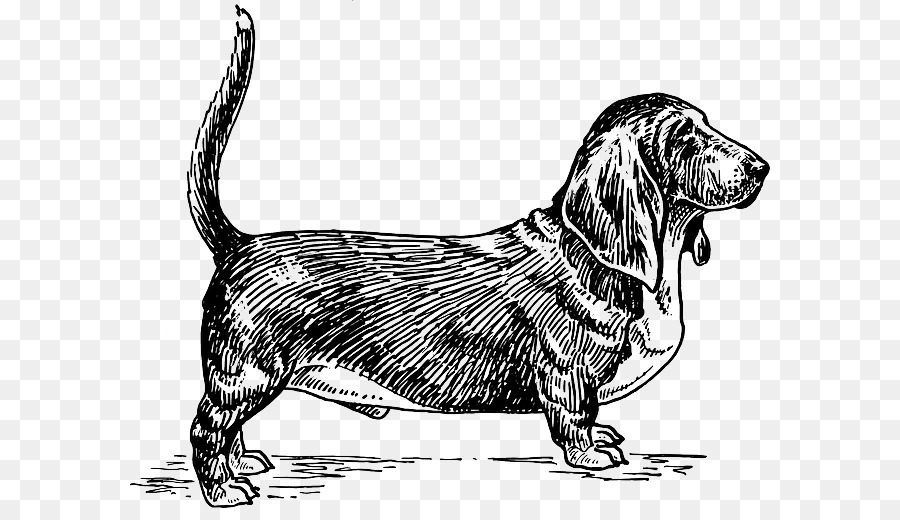 Dachshund，Eskiz PNG