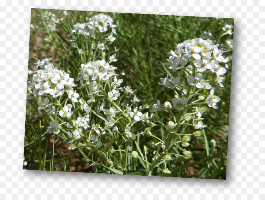 Alisons，Lepidium Alyssoides PNG