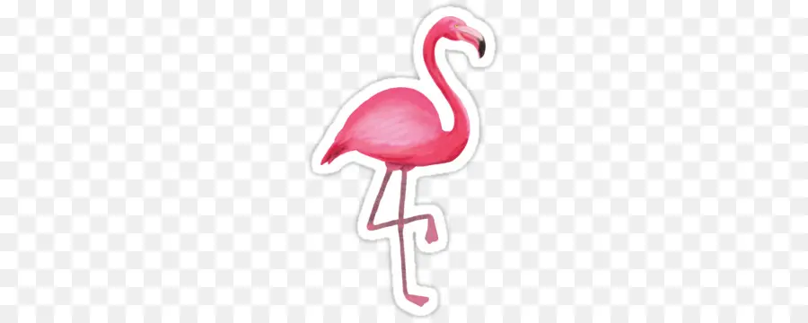 Flamingo，Kuş PNG