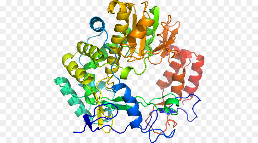 Protein Yapısı，Molekül PNG