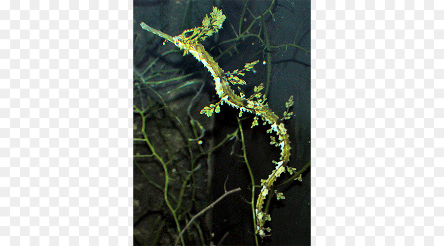 Haliichthys Taeniophorus，Yapraklı Seadragon PNG