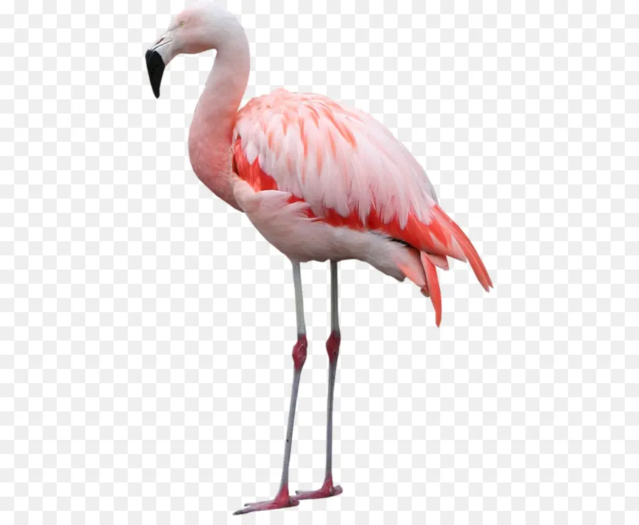 Kuş，Büyük Flamingo PNG