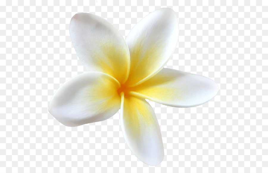 Plumeria'nın çiçekleri，Çiçeği PNG