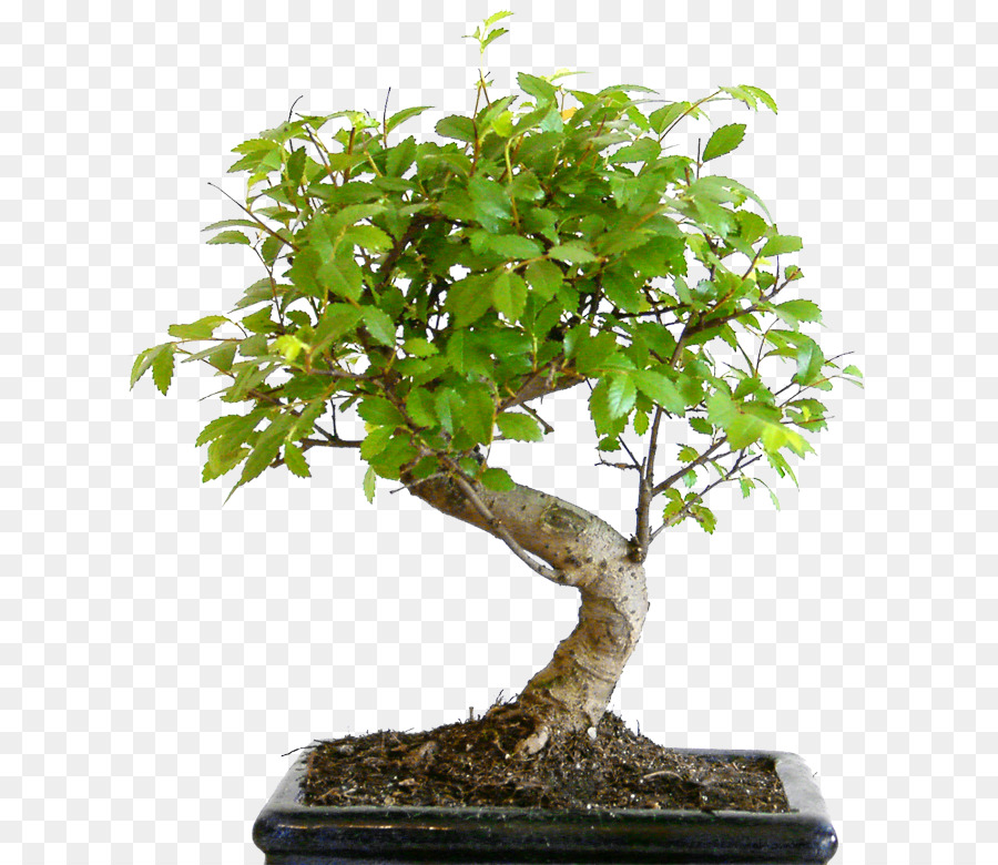 Bonsai Ağacı，Minyatür PNG