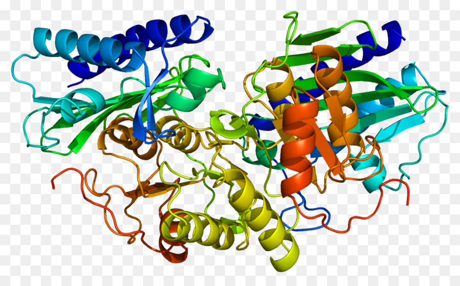 Protein Yapısı，Molekül PNG