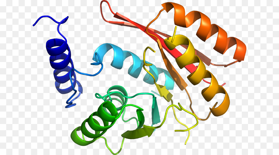 Protein Yapısı，Molekül PNG