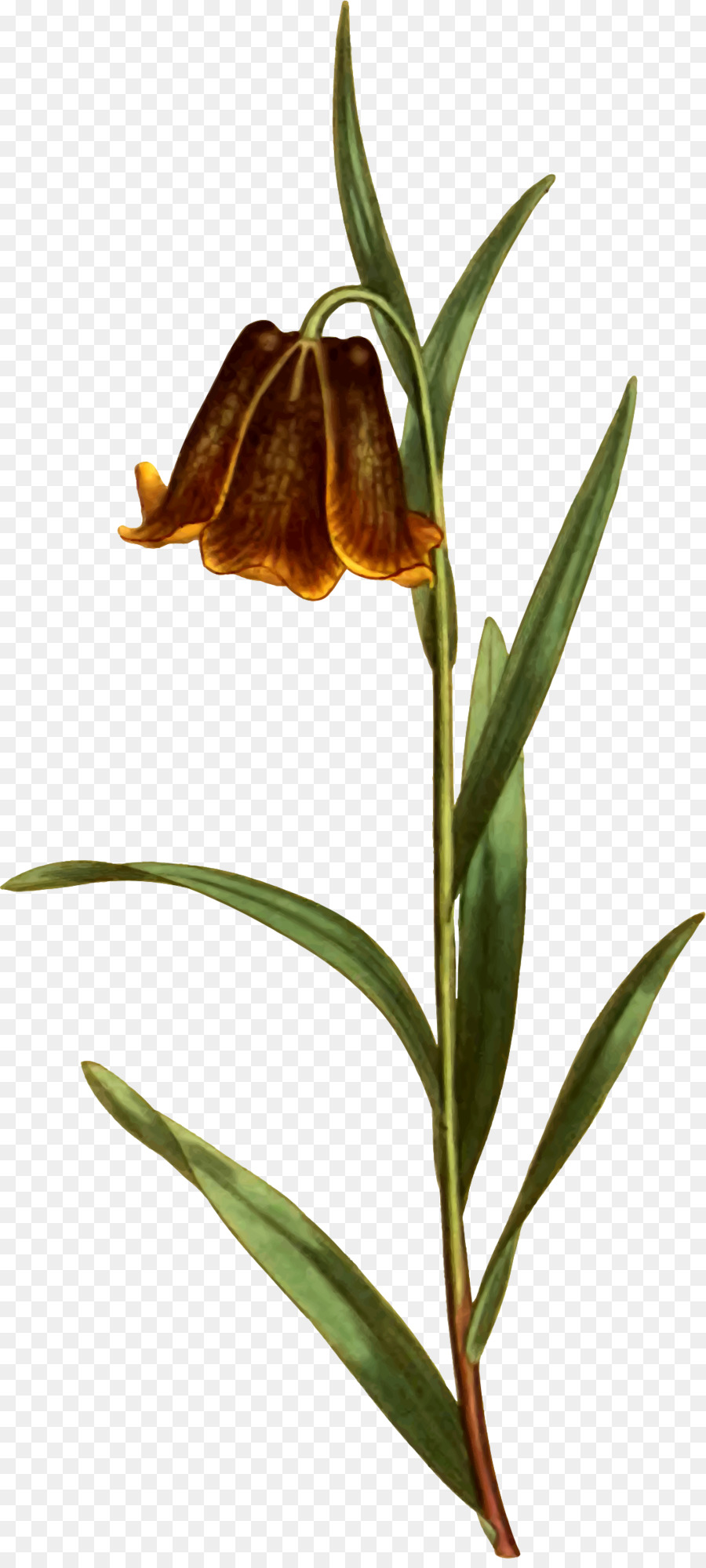 Fritillaries，Bitki Kök PNG