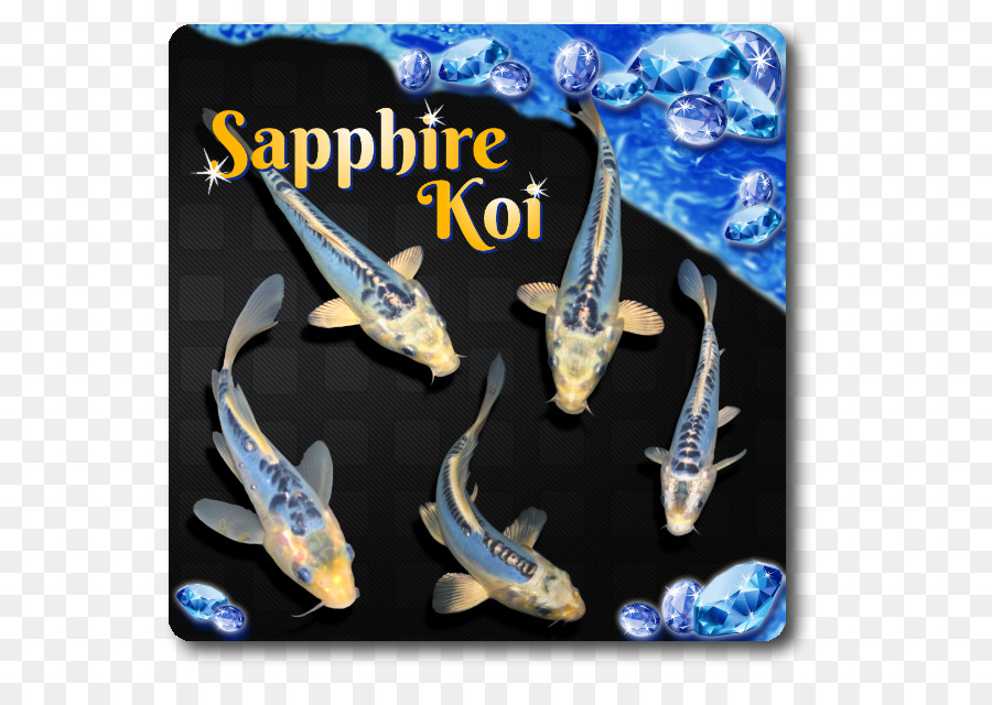 Koi，Kelebek Koi PNG