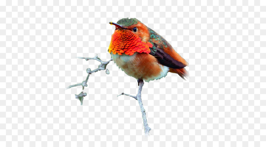 Avrupa Robin，Kuş PNG