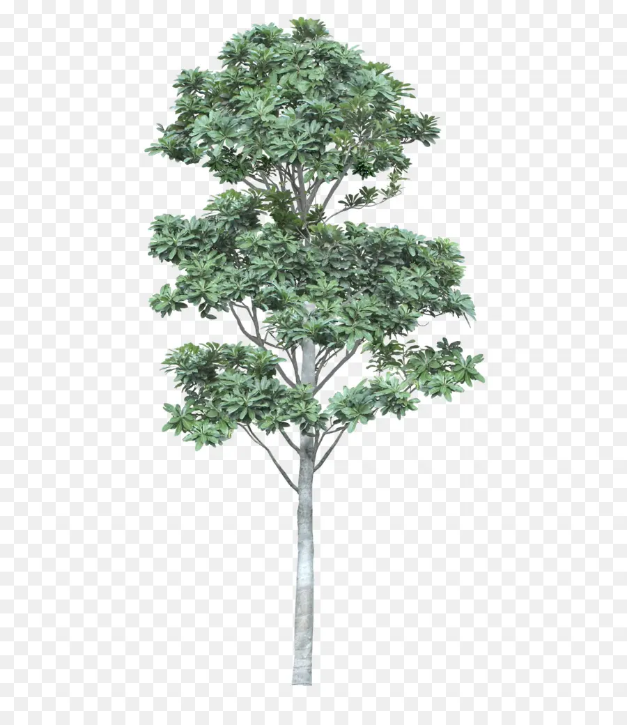 Ağaç，Mimarlık PNG