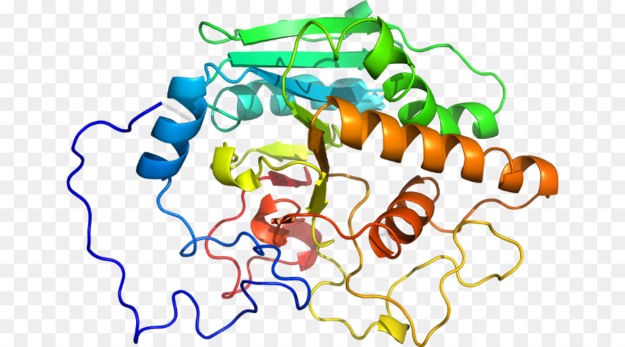 Protein Yapısı，Molekül PNG